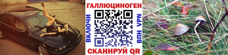 что такое   Черемхово  Псилоцибиновые грибы Psilocybine cubensis 